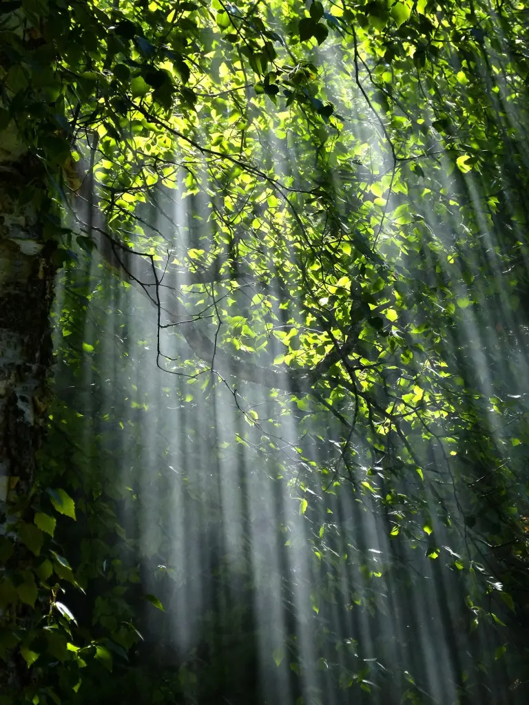 Zonlicht door de bladeren